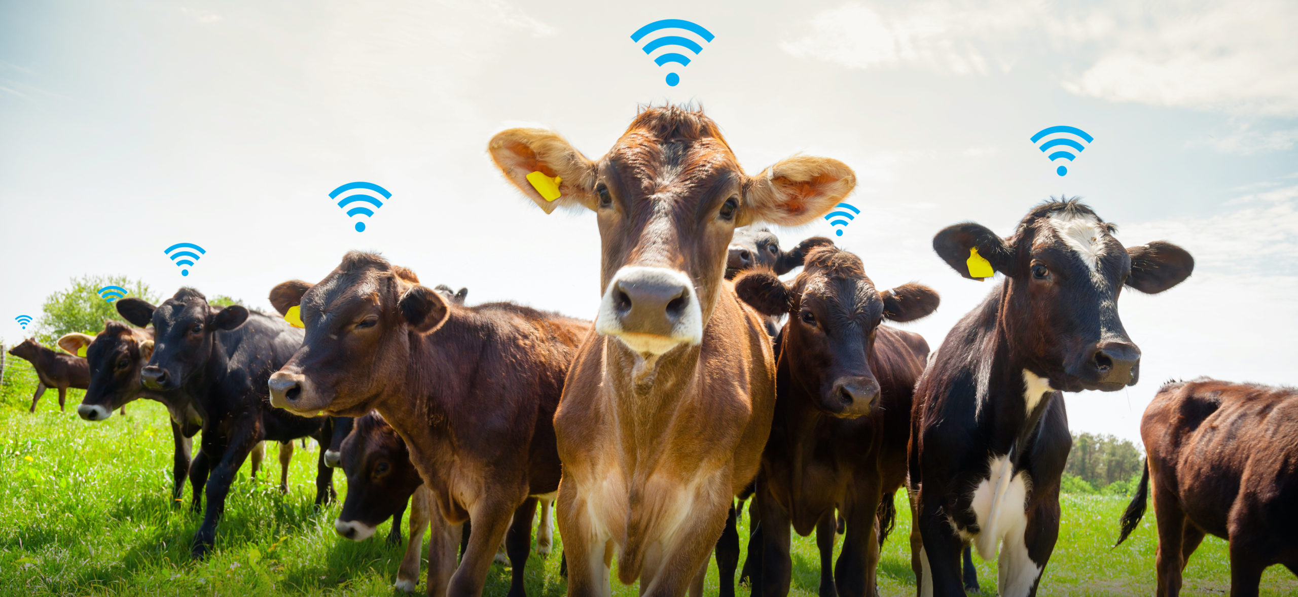 networking and remote it management for agriculture networking and remote it management for agriculture